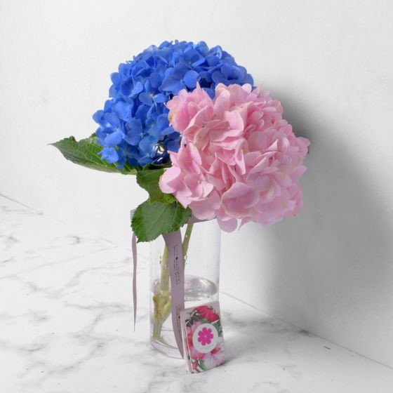 混色繡球花配花瓶 Gift Flowers Hk